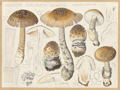 Amanita inaurata Secretan, strangulata Fr.