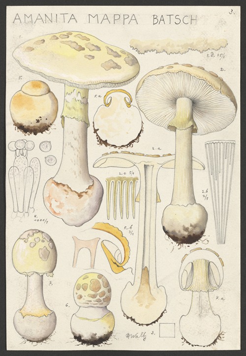 Amanita mappa Batsch 2