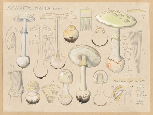 Amanita mappa Batsch.