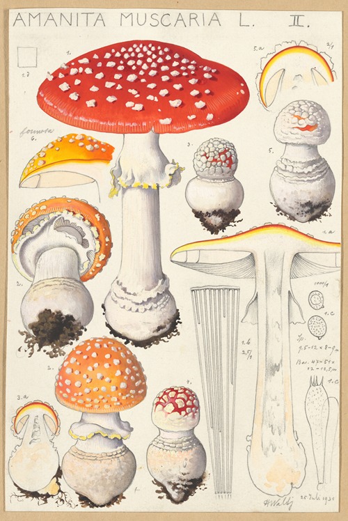 Amanita muscaria (L)