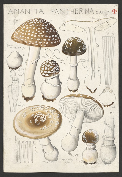 Amanita pantherina Cand