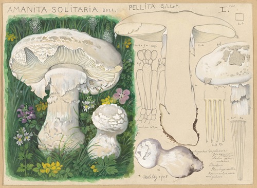 Amanita solitaria Bull., pellita Gillet