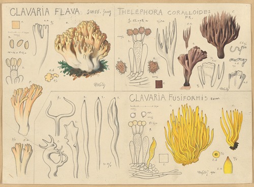 Clavaria flava, Thelephora coralloides, Clavaria fusiformis