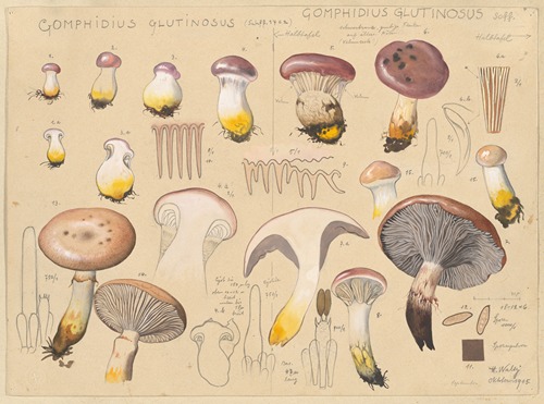 Gomphidius glutinosus (Schff. 1762), Gomphidius glutinosus Scff.