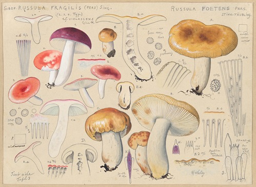Subsp. russula fragilis (Pers.) Sing., Russula foetens Pers.