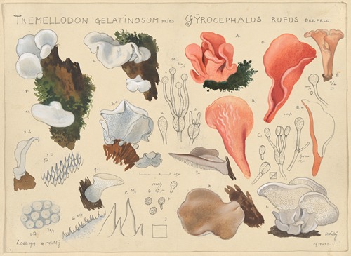 Tremellodon gelatinosum Fries, und, Gyrocephalus rufus Brefeld