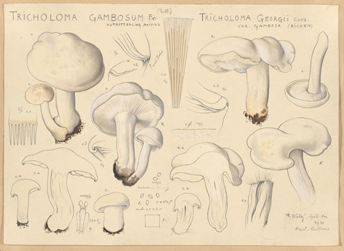 Tricholoma gambosum Fr. (Gill.), Tricholoma georgii Clus. var. gambosa (Ricken)