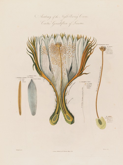 Anatomy of the Night-blowing Cereus;  or Cactus Grandiflora of Linnaeus