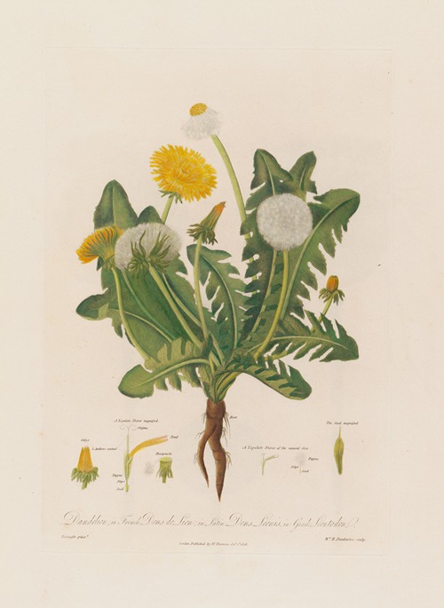 Dandelion ; in French Dens de Lion ; in Latin Dens Leonis ; in Greek Leontoden