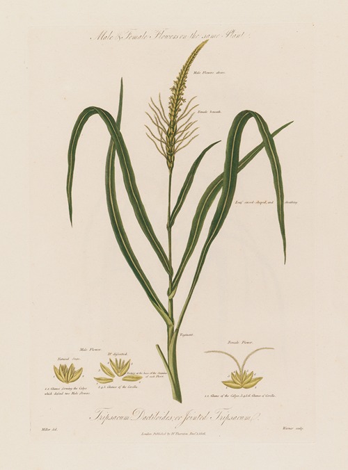 Male & Female Flowers on the same Plant. Tripsacum Dactiloides ; or Jointed Tripsacum