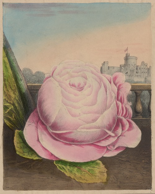 The royal rose of England