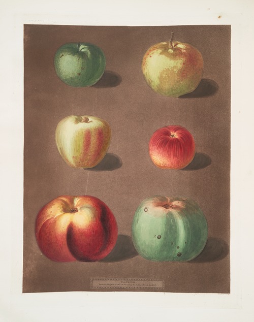 Apples (French crab, Mincham’s crab, Cockagee, Red streak, Holland berry and the New Town pippin varities).