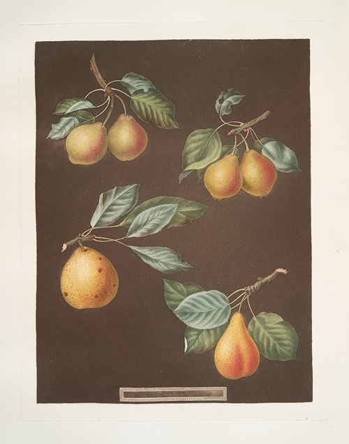 Apples (Pomme d’Apt, Courpendu Blanche, Royal Nonsuch, Margill and the Summer Nonsuch varities).