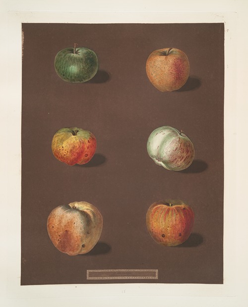 Apples (Rhenet Gray, Padly’s Pippin, Bigg’s Nonsuch, July flower, Kirk’s scarlet admirable and the Ribstone Pippin varities).