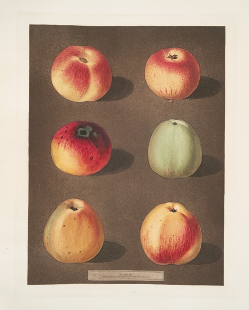 Apples (Striped Holland Pippin, Marygold , Sullenworth Rennet, Saint Germain, Watkin’s large dumpling and the Beauty of Kent, or the Flower of Kent varities).
