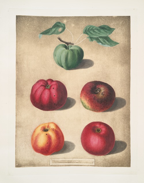 Apples (White Colville, Red Colville, Norfolk Beefin, Norfolk paradise, Norfolk storing varities).