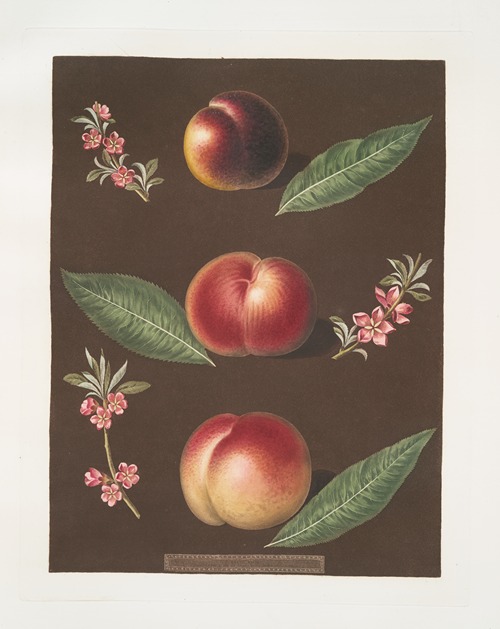 Black peach of Montreal, Cambra and the Moushien’s Pacey of Pomperi peaches.