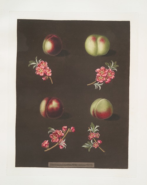 Claremont, Homerton’s white, Ford’s black and the Genoa nectarines.
