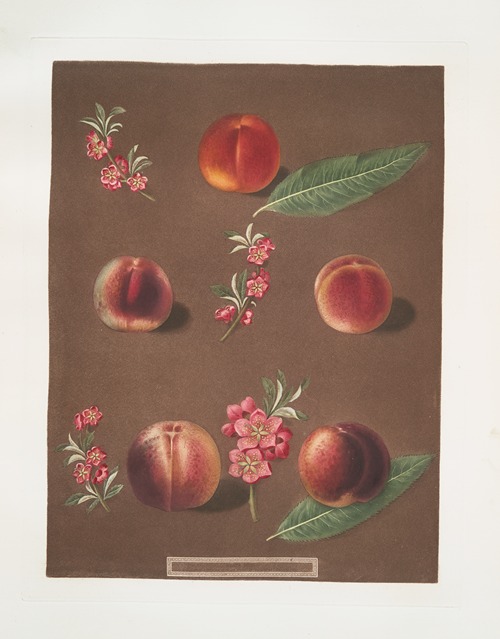 Duc de Tillees, or Dutilees, Old Brugnon, Brugnon, Murry nectarine and the Newington nectarine.