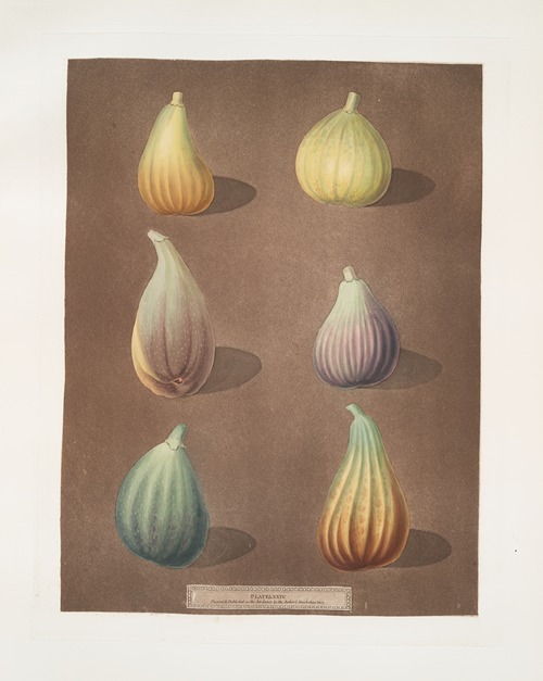 Fig varities (White Hanover, White Marseiles, Brown Naples or Italian, Purple, Green Ischia and the Brunswick).