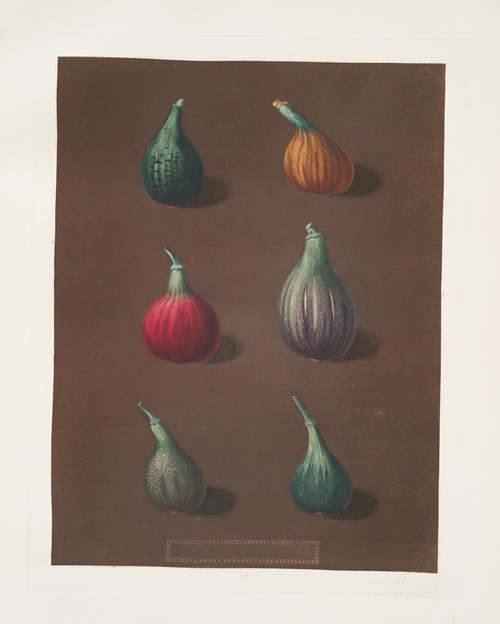 Figs (Green Ischia, Red Turkey, Turkey, Brown Malta and the Black Ischia varities).
