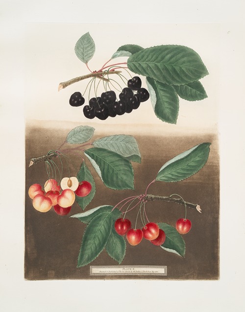 George the Second’s cherry, Groffien or Biggarou and the Harrison’s heart cherries.