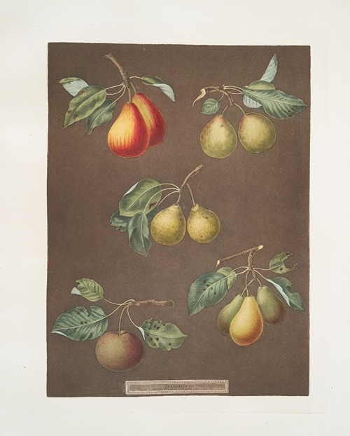 Pears (Catherine, Lemon, Late muscat, Onion, or le Gross Oignonet and the Long stalked blanquet varities).