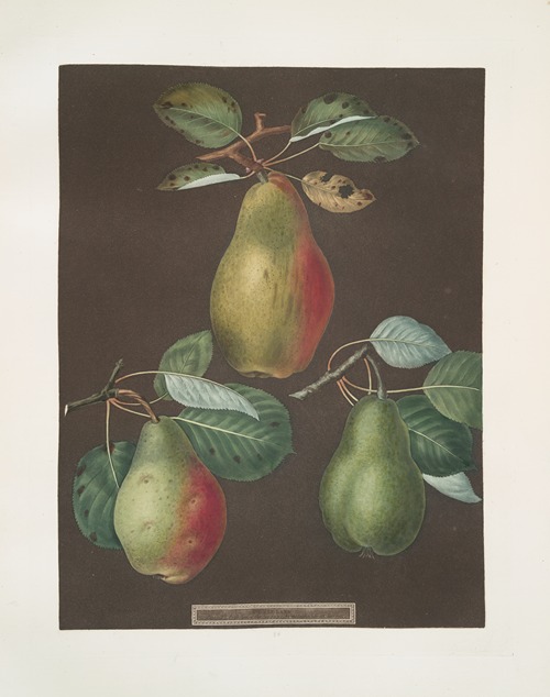 Pears (Chaumontelle, Windsor and the Summer bon Chretien varities).