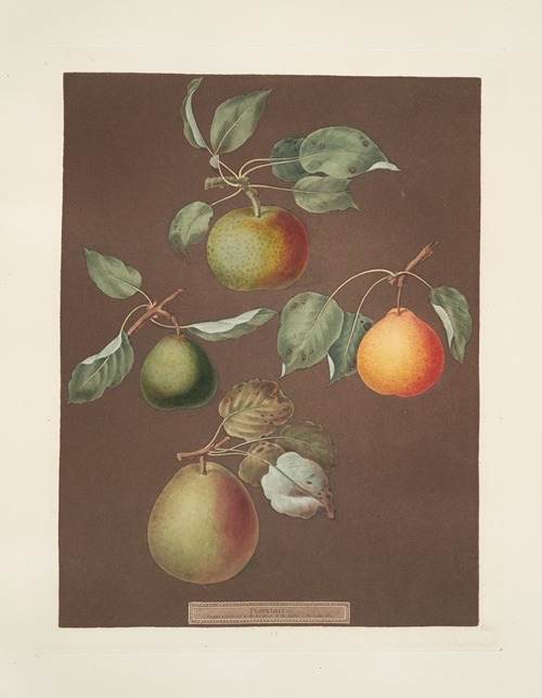 Pears (Michaelmas, or Autumn Bergamot, Summer, Orange and Gansell’s bergamots).