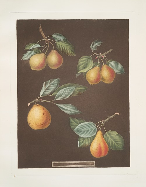 Pears (Valley, Petit Russelet, Doyenne, or Saint Michael, and the Russselet de Rheims, or Gross Russelet varities).