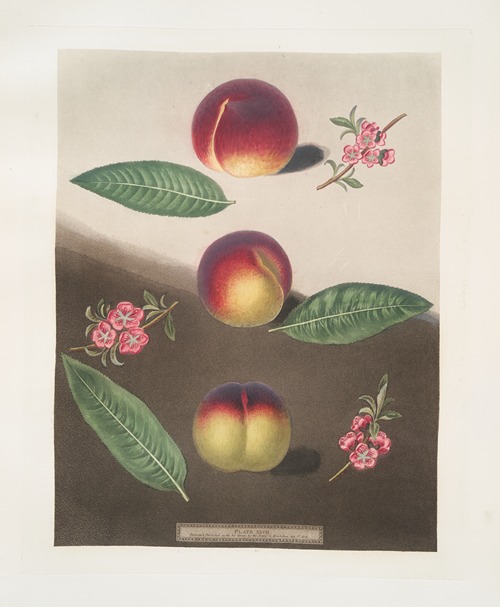 Purple Peach, Peach of Mr. Padley’s and the Violette Hative peach.