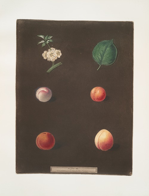 Royal Dauphin, Wine sour, Prune, Myrabolan and Carnation plums.