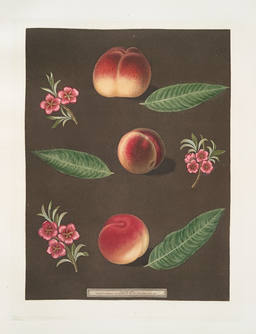 Royal George, Royal Charlotte, and the French Mignonne, or Minion Peaches.