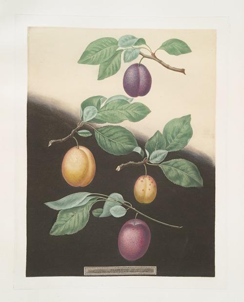 Semiana, Coe’s golden drop, White perdrigon and the [Late Imperial] plums.