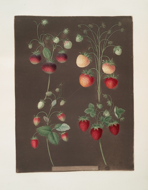 Strawberry varieties; Hoboy – Chili strawberry – Scarlet-Alpine – Scarlet-flesh pine