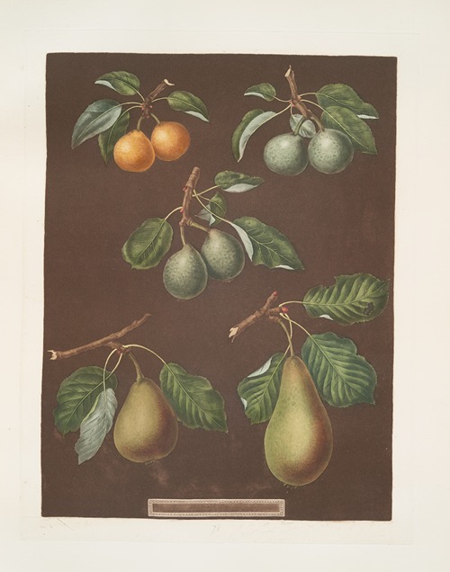 The pear (Petit muscat, Sweet sugar, Green chissel, Citron de calmes and the Jargonelle varities).
