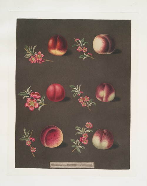 Vermash, Violette Hative, Red Roman, North scarlet, Ell rouge and the Peterborough nectarines.
