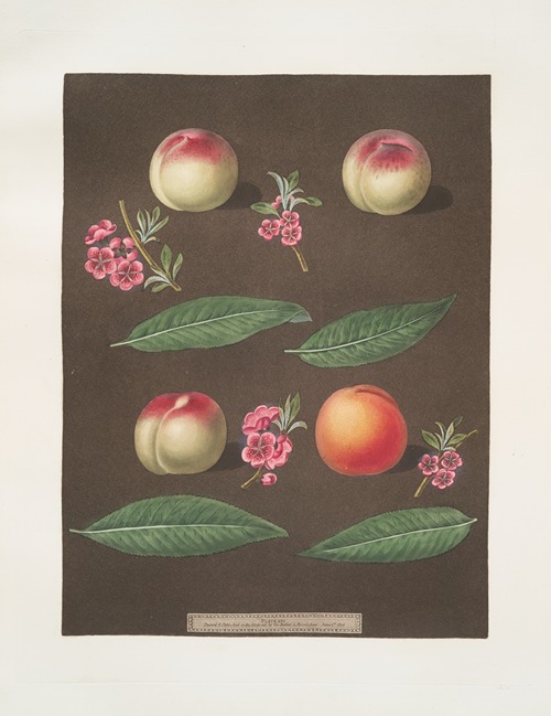 White Avant, Bears red avant, White magdalen and the Red magdalen apricots.