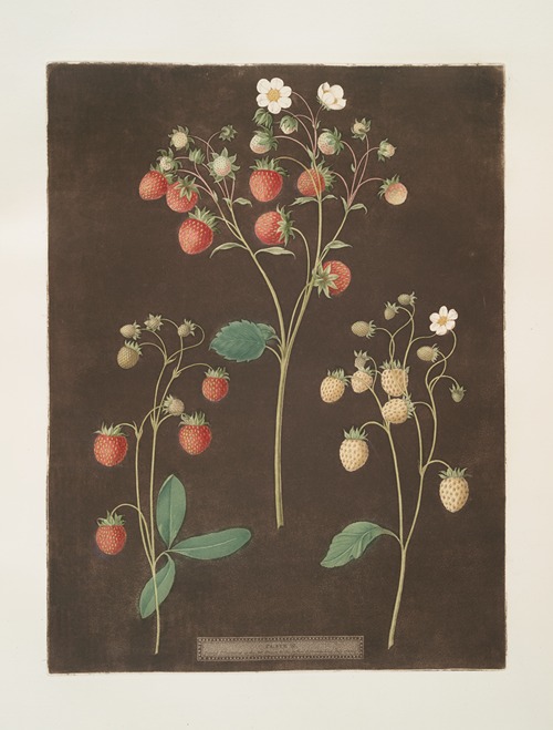 Wood strawberry – The new early prolific strawberry – White Alpine