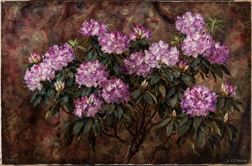 Rododendrony