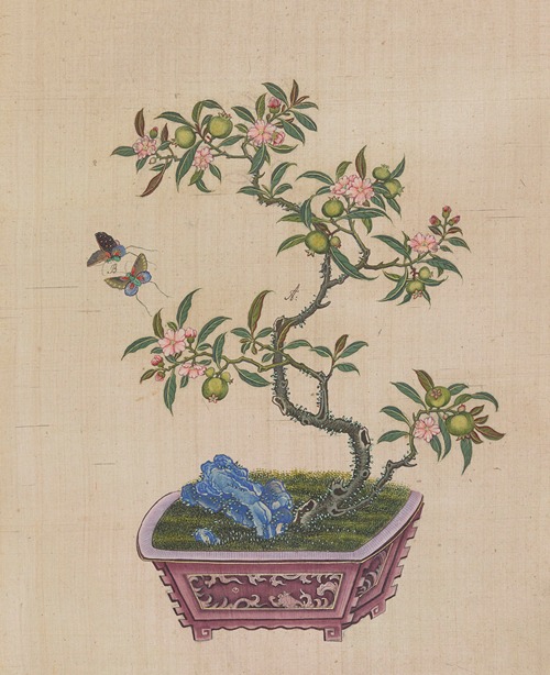 Flowers, birds and insects Pl.11