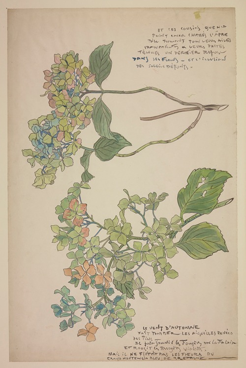 Grand hortensia bleu de Bretagne