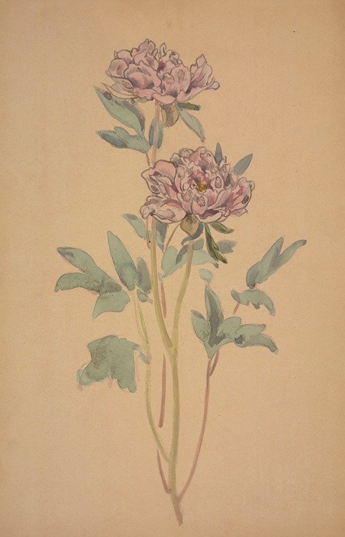 Pivoines
