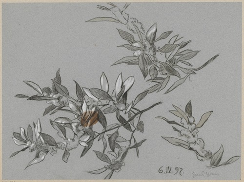 Study of blooming branches