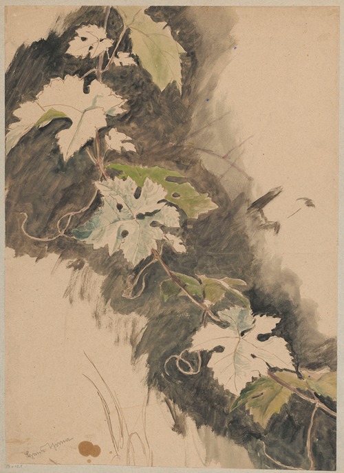 Study of grapevines