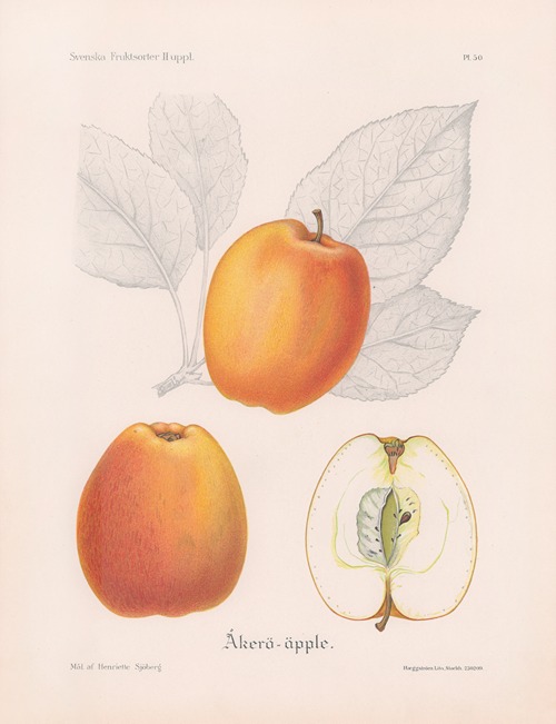 Åkeröäpple