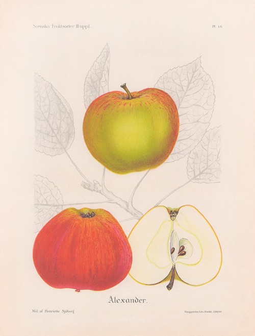 Alexander apple