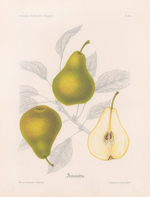 Amanlis