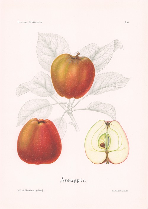 Årsäpple