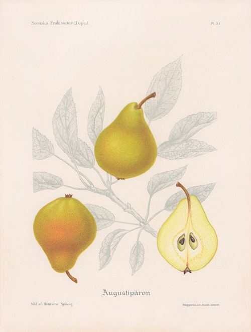 Augustipäron